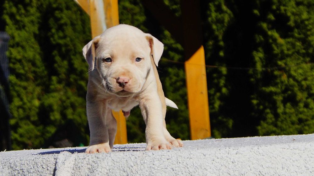 Lexus, szczeniak Amstaff, białogłowy samiec z rodowodem, cudo