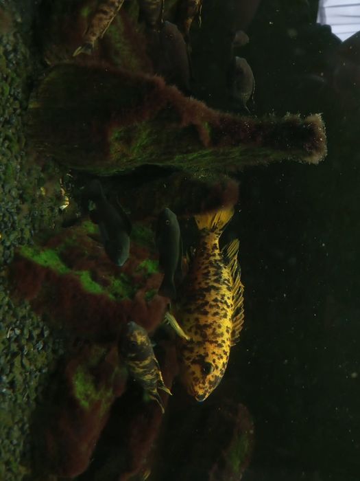 Pyszczaki labeotropheus trewavasae