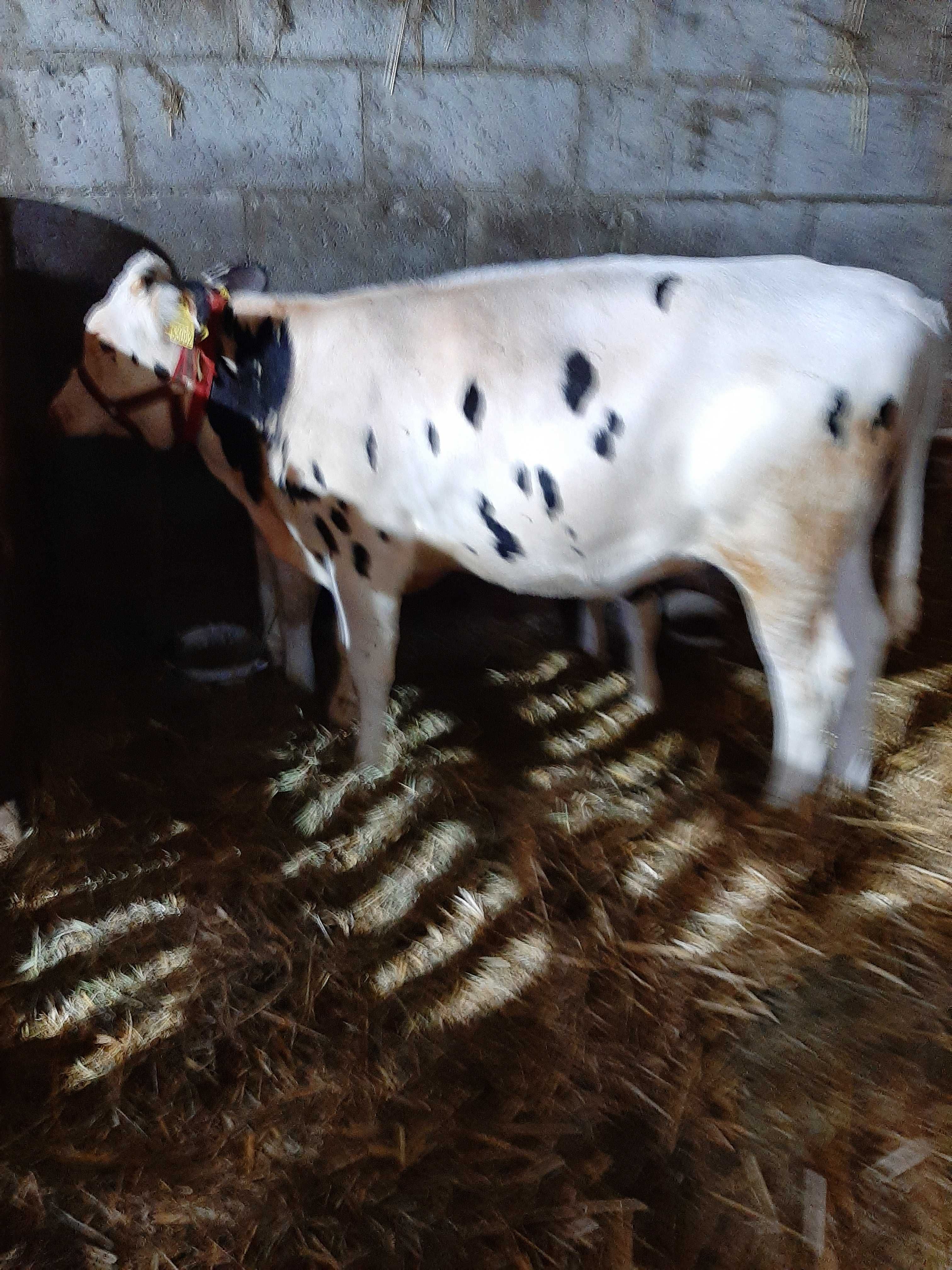 Sprzedam byczka i jałoszkę