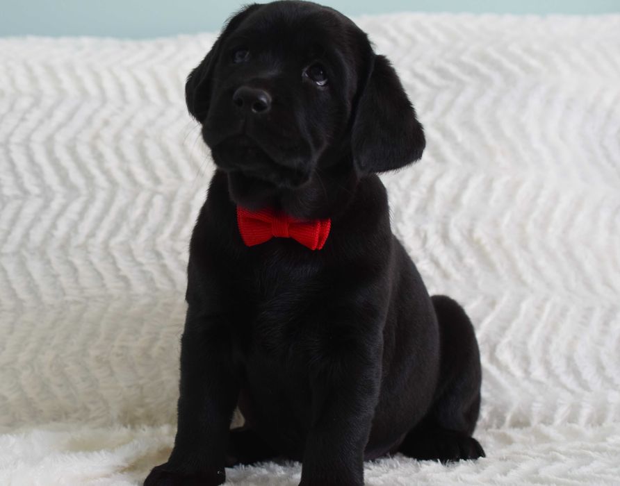 Cudowny szczeniak Labrador Retriever