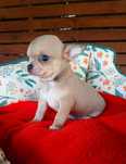 Suczka chihuahua