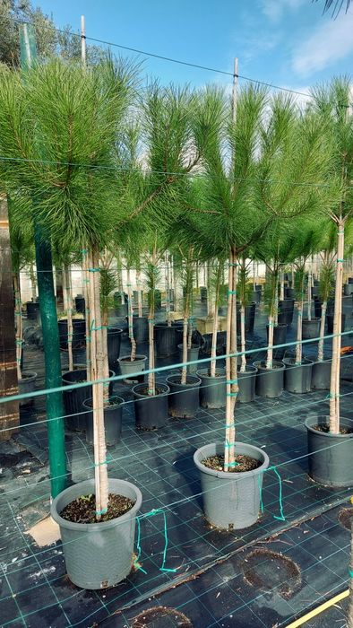 Lote 20 pinheiros mansos 1.80/2.00 Entrega incluída