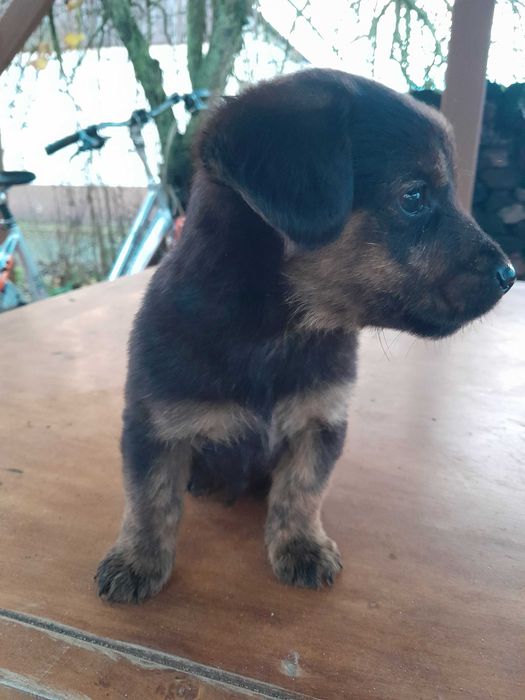 Oddam małe kundelki w dobre ręce