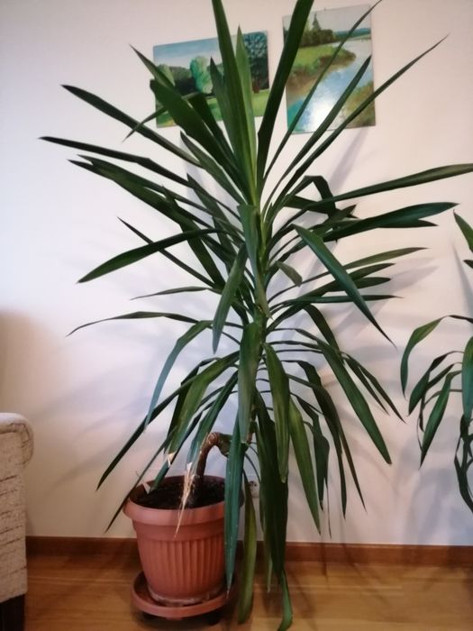 Juka Julka yucca domową wys. 160cm okolice Krakowa