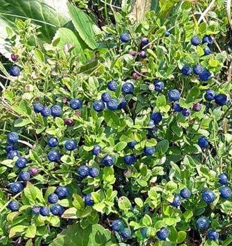 Саджанці Чорниці Лісової велика