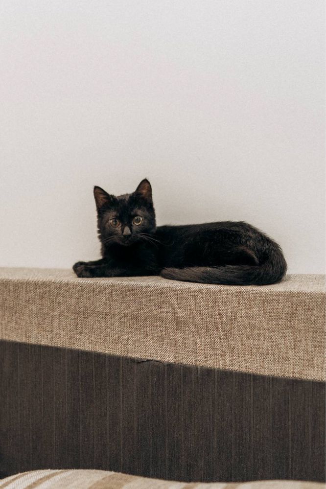 Кошеня (дівчинка, 4 міс)