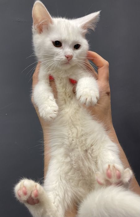 Котенок маленький девочка белый кошеня маленьке дівчинка