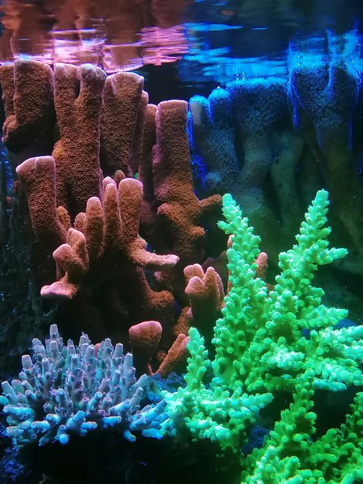 Montipora digitata red szczepki koralowce akwarium morskie