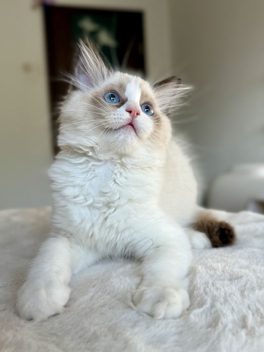 RAGDOLL kocurek seal bicolour FPL/Fife