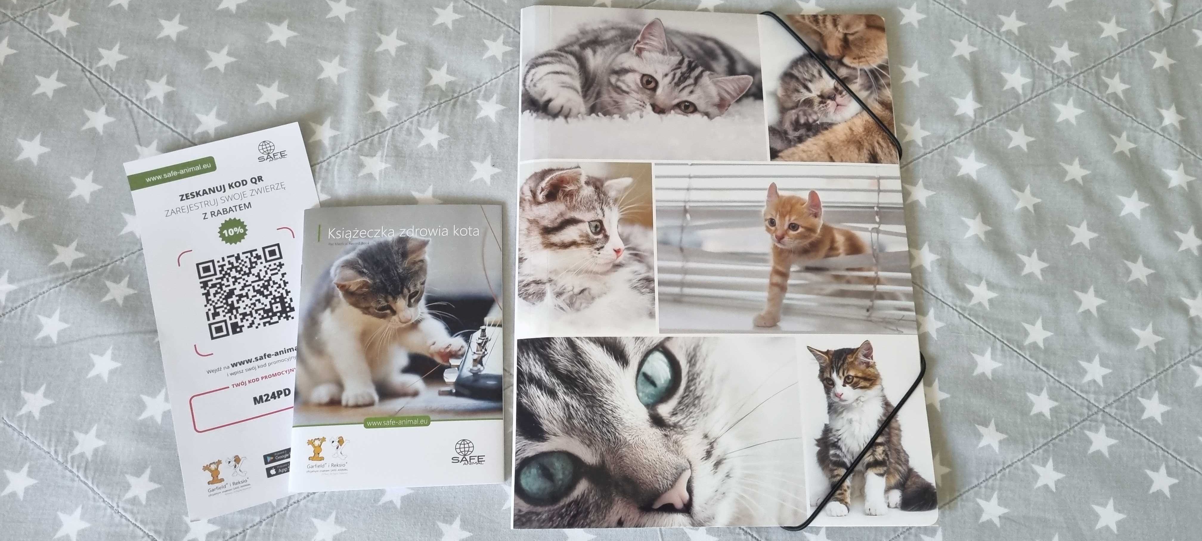 Kotek rasy Ragdoll, Bicolour blue z wyprawką!