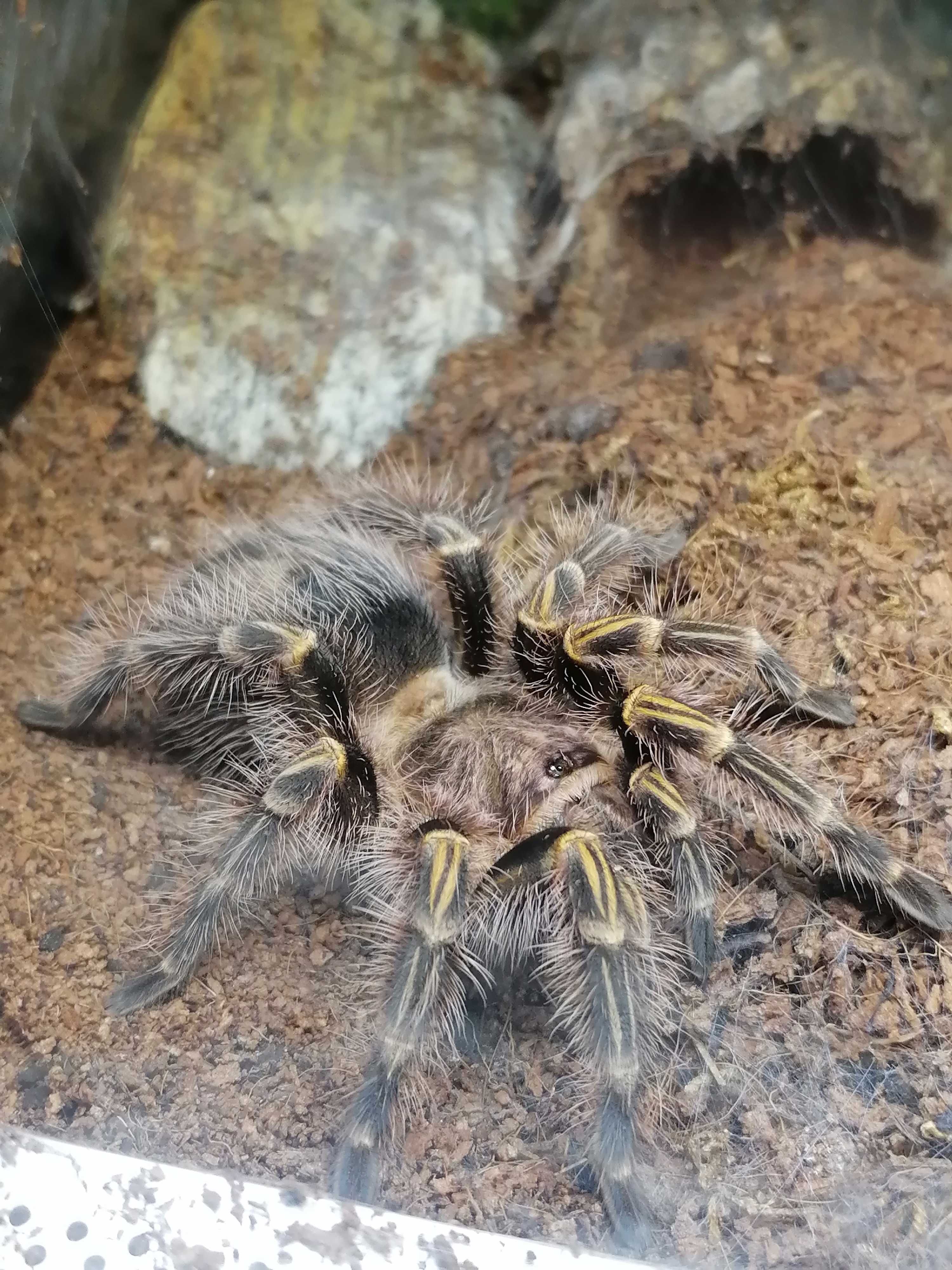 Ptasznik Samica Grammostola pulchripes 4dc