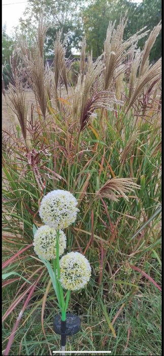 Продам надлишки багаторічних розслин з власного саду.