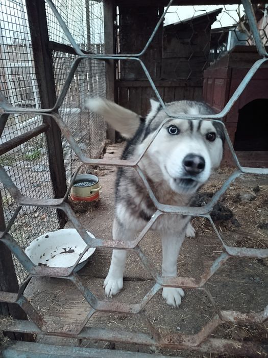 Порода Хаски . В