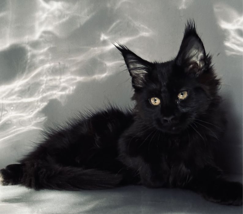 Ласковая черная пантера