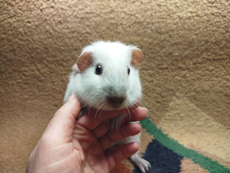 Морская свинка. Калифорния. Окрас белый с шоколадными поинтами.