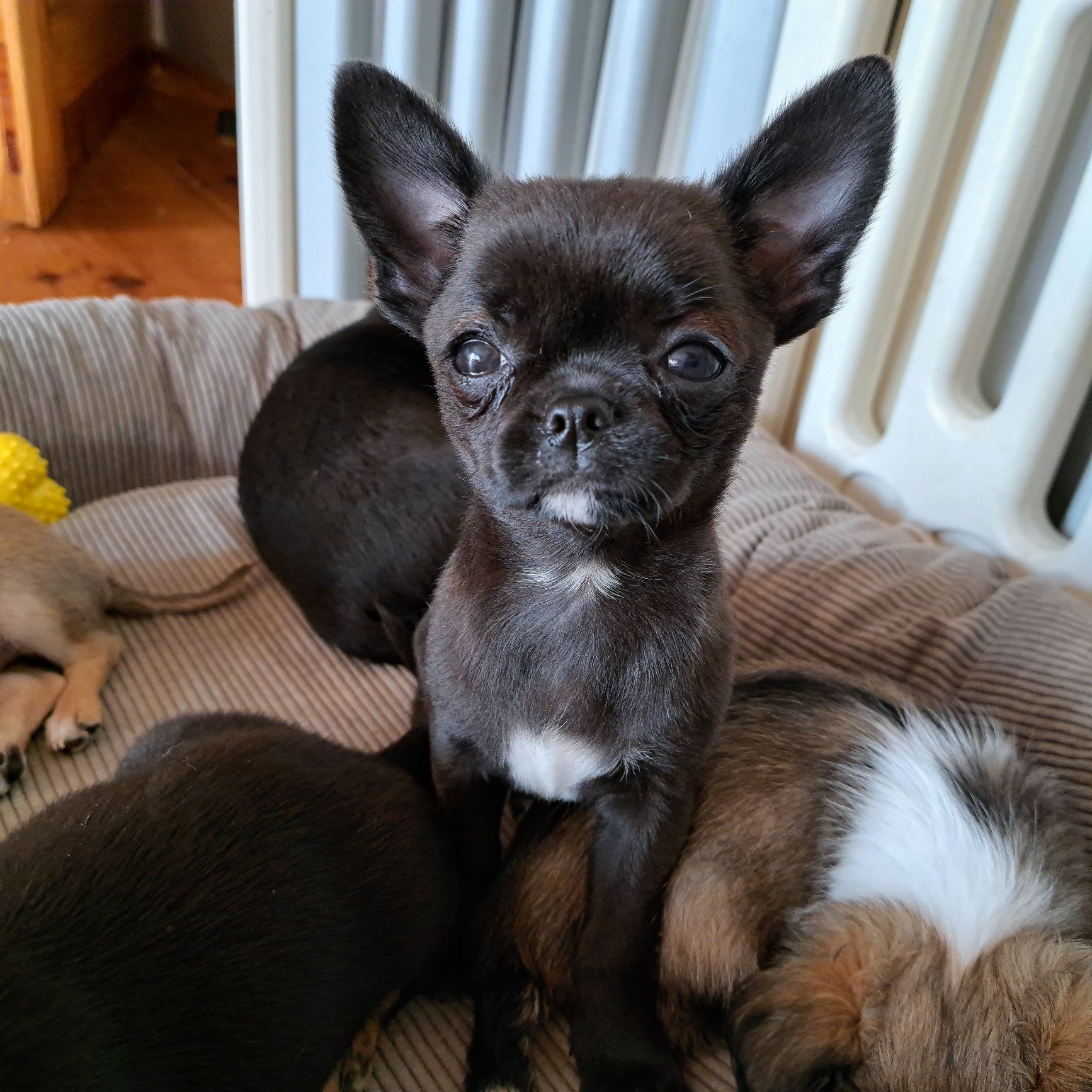 Śliczny chłopiec Chihuahua DO ODBIORU
