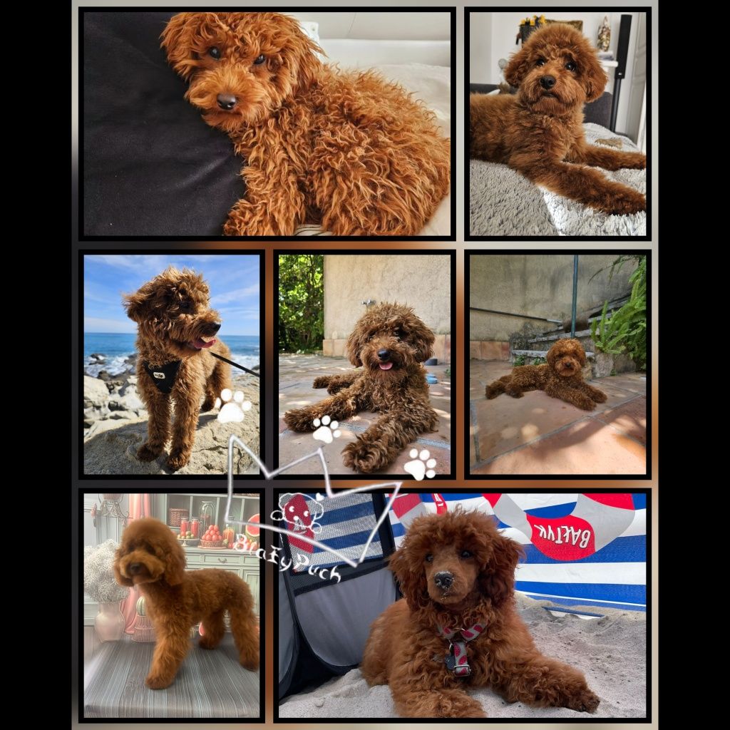 Pudel toy red brown teacup pudelek  badania paszport wyprawka