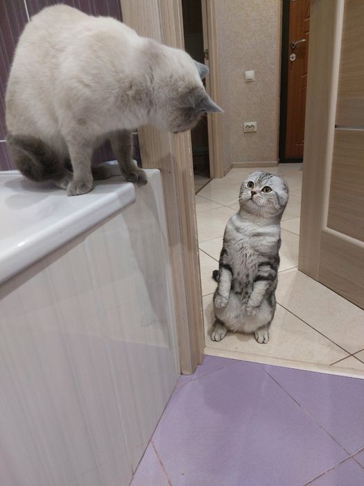 Шотландські кошенята