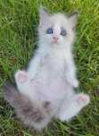 Ragdoll kotka bicolor