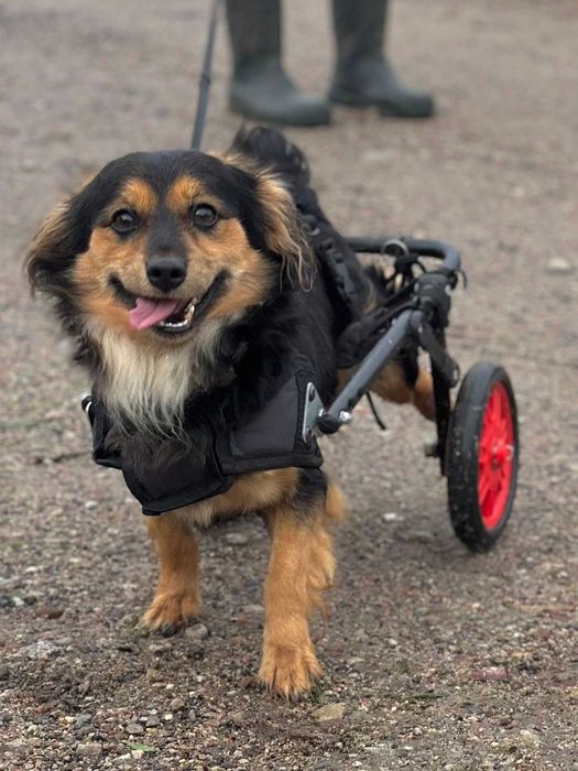 Sonia na wózku szuka pilnie domu tymczasowego lub stałego