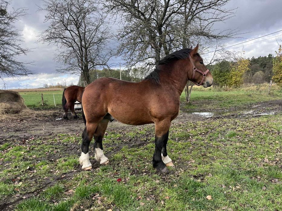 Roczne ogierki zimnokrwiste po Apollon de Mairy!