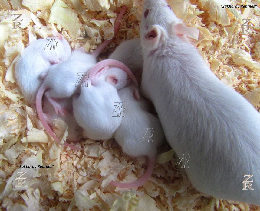 Кормовые мыши. Живые и заморозка. Киев, от 10 шт.