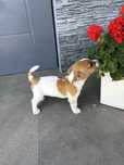 Jack russell terrier piesek