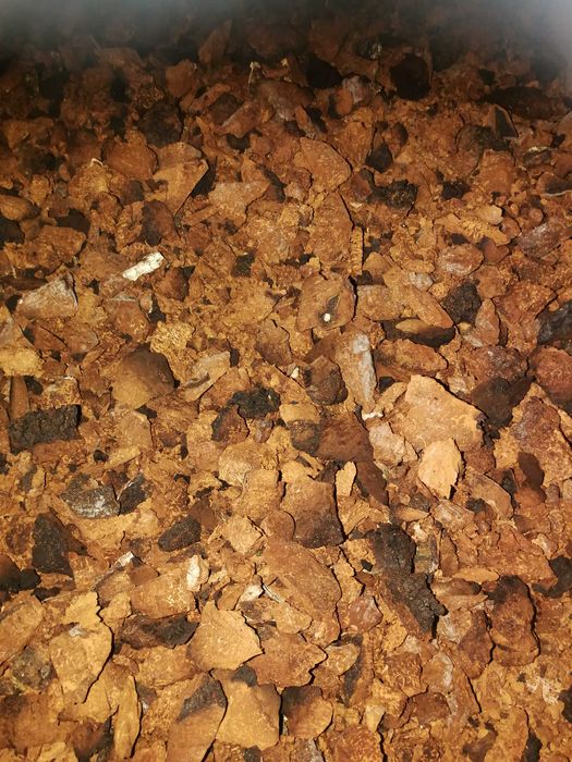 Czaga czyr błyskoporek czarna huba