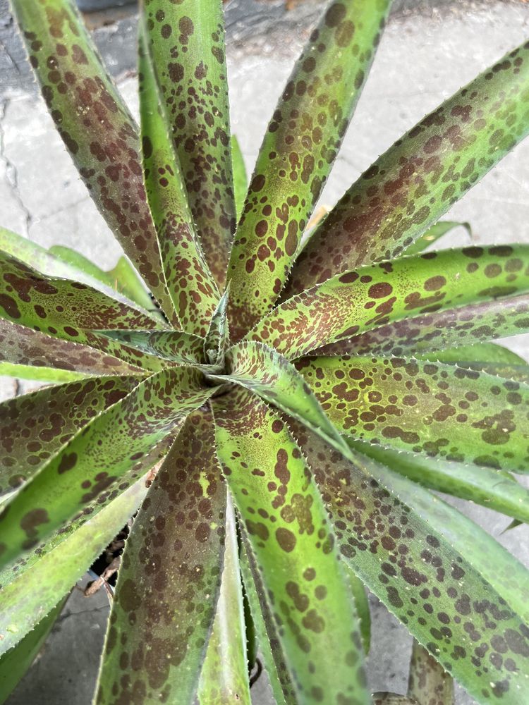 Мангава pineapple exspress