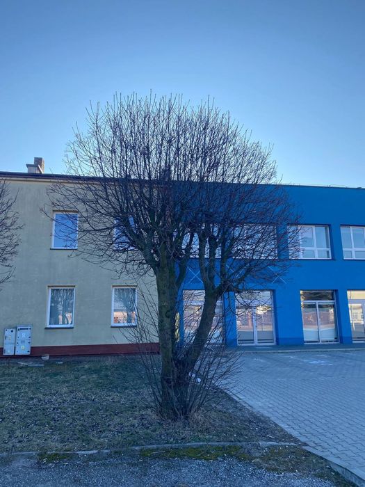 Wycinka i przycinka drzew oraz pielęgnacja ogrodów.