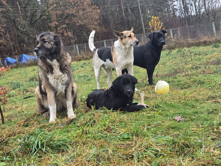 Bella- szczeniak do adopcji