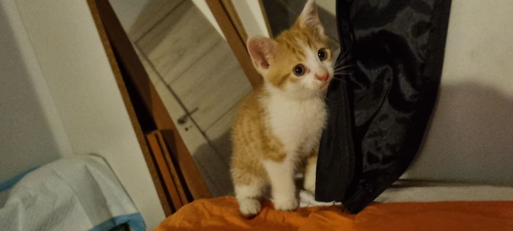 Kociaki do adopcji