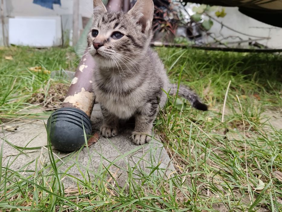 Котика в добрі руки