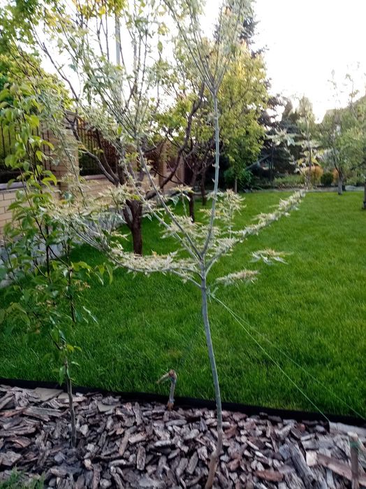 Ива Матсуда  (Матсудана), Клёны Фламинго , Роял Ред.