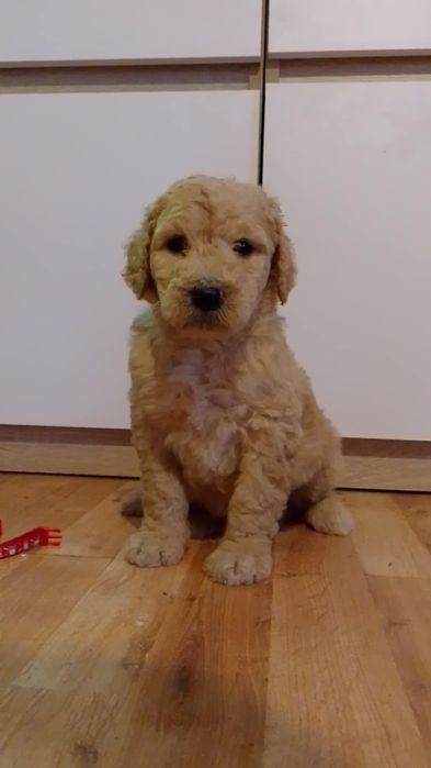 Pudel królewski Duży