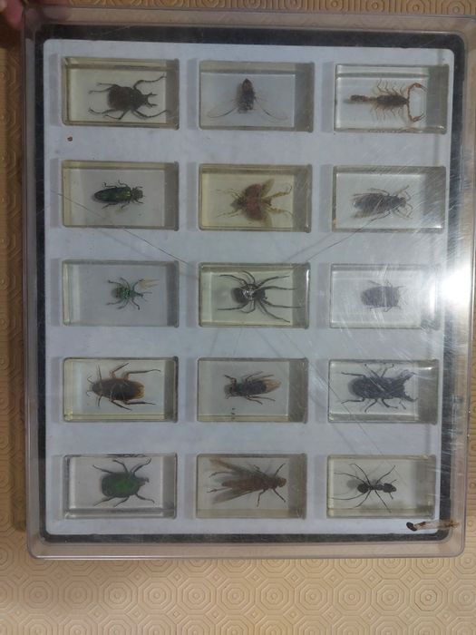 Coleção de Insetos