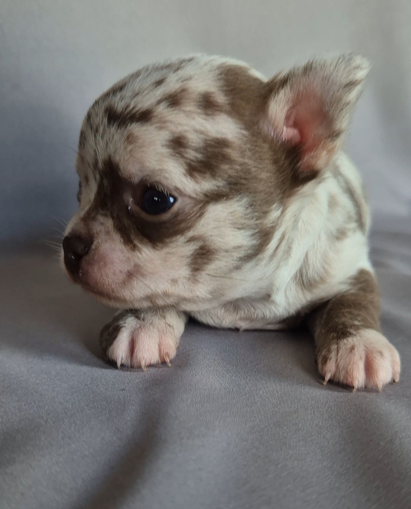 Choco merle przepiękny chłopczyk chihuahua