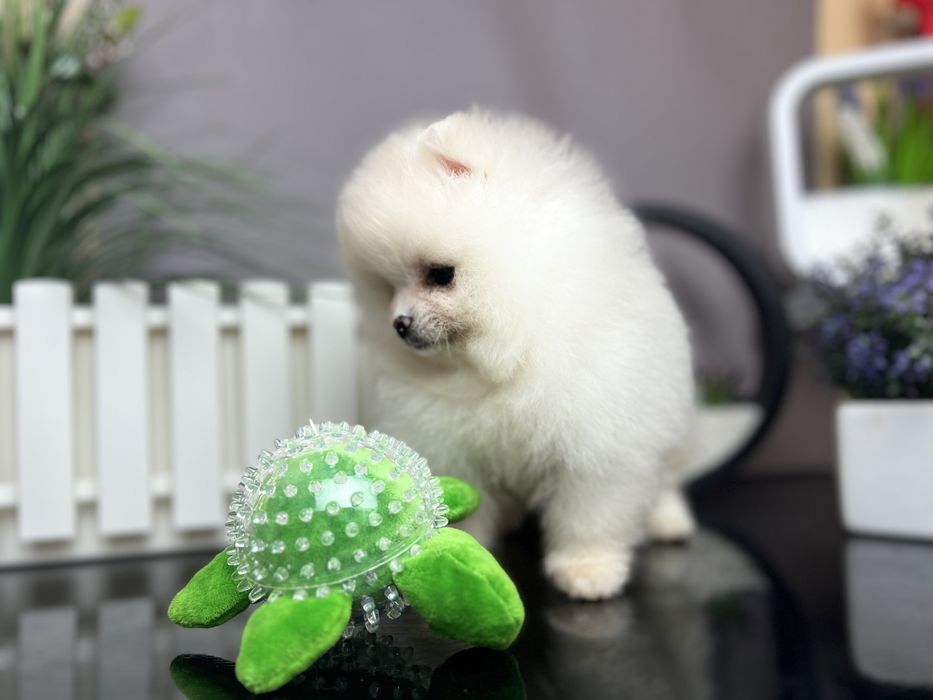 Дівчата помераньського шпиця