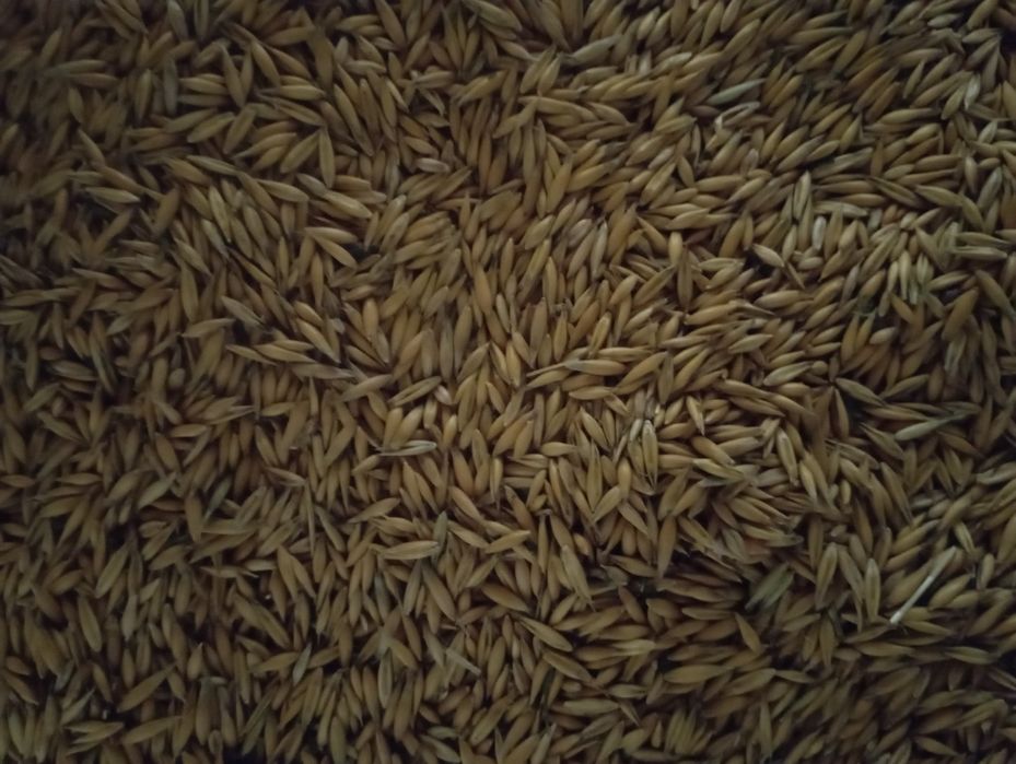 Продам овес, горох зимуючий