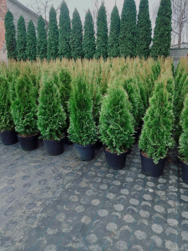 Tuja Szmaragd SZEROKA 100-110cm doniczka 10l