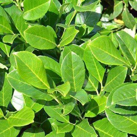 Laurowiśnia wschodnia Novita -Flora Szczecin