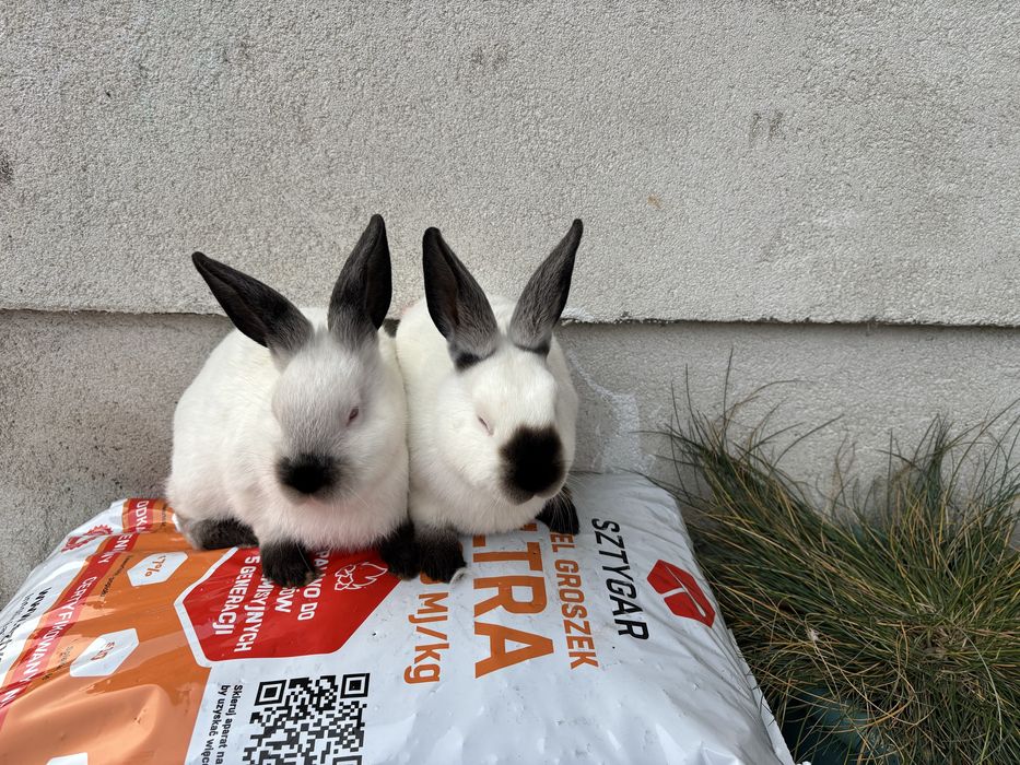 Króliki Kaliforniajkie Czarne KC