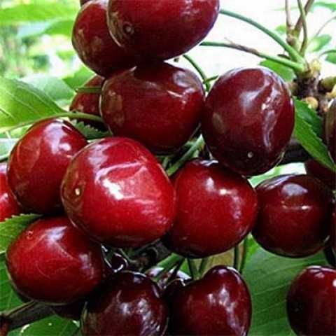 Саджанці Ківі Інжир Гумі Черешня Вишня Слива Фісташки Фундук Хурма