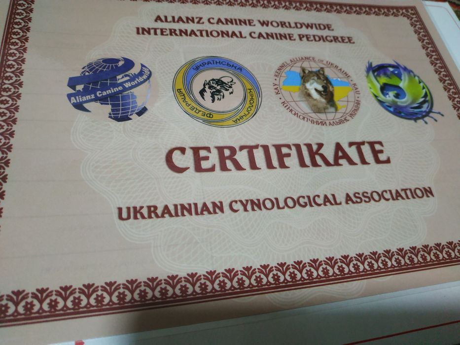 Пітбуль для в'язки (розв'язаний)