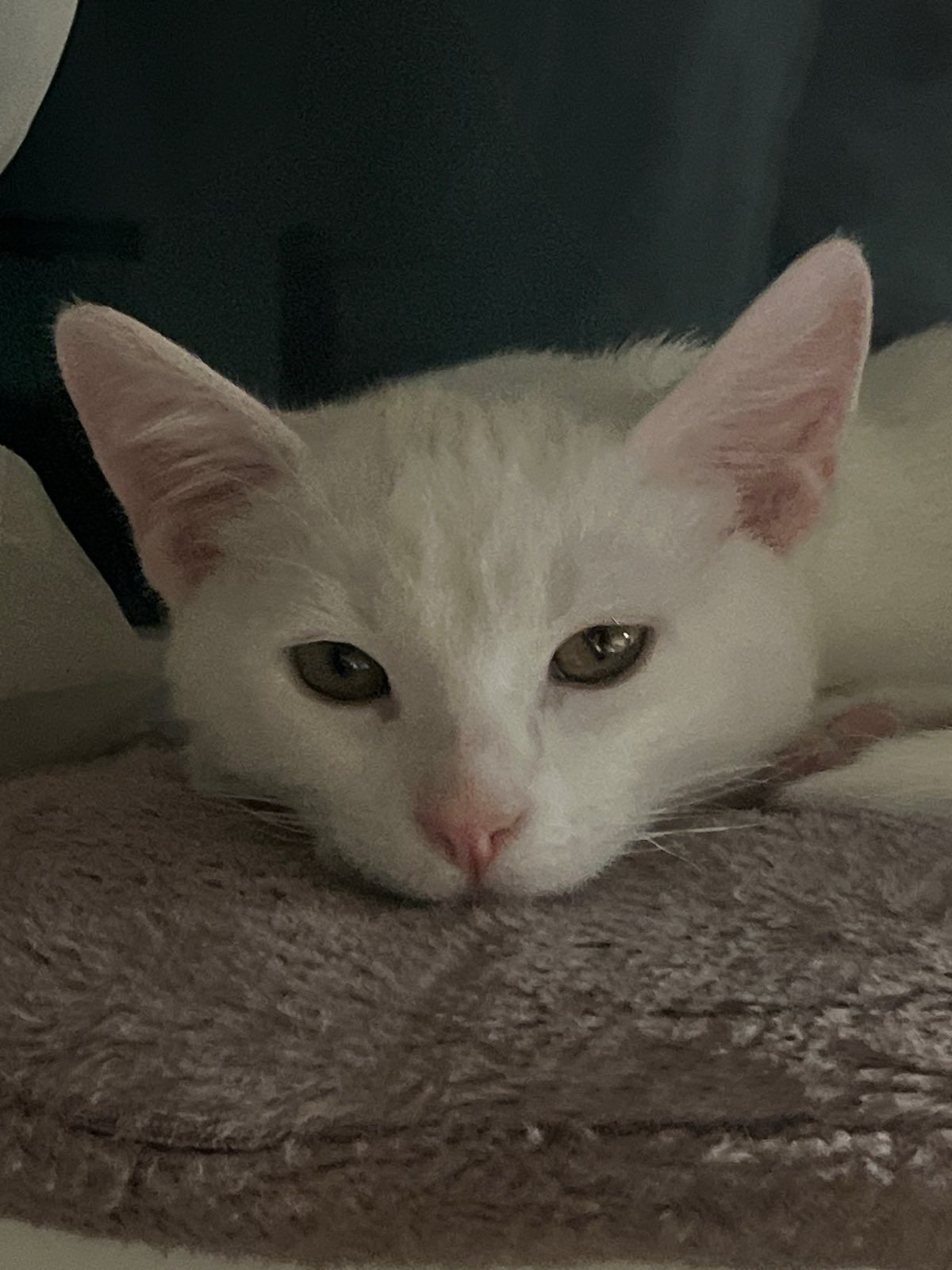 Пропал котик,білого кольору.