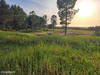 Herdade De 8.5 Hectares Em Melides ( Grândola ) Para Investimento E...