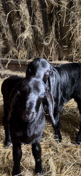 Продажа ягнят гиссарской породы баранов