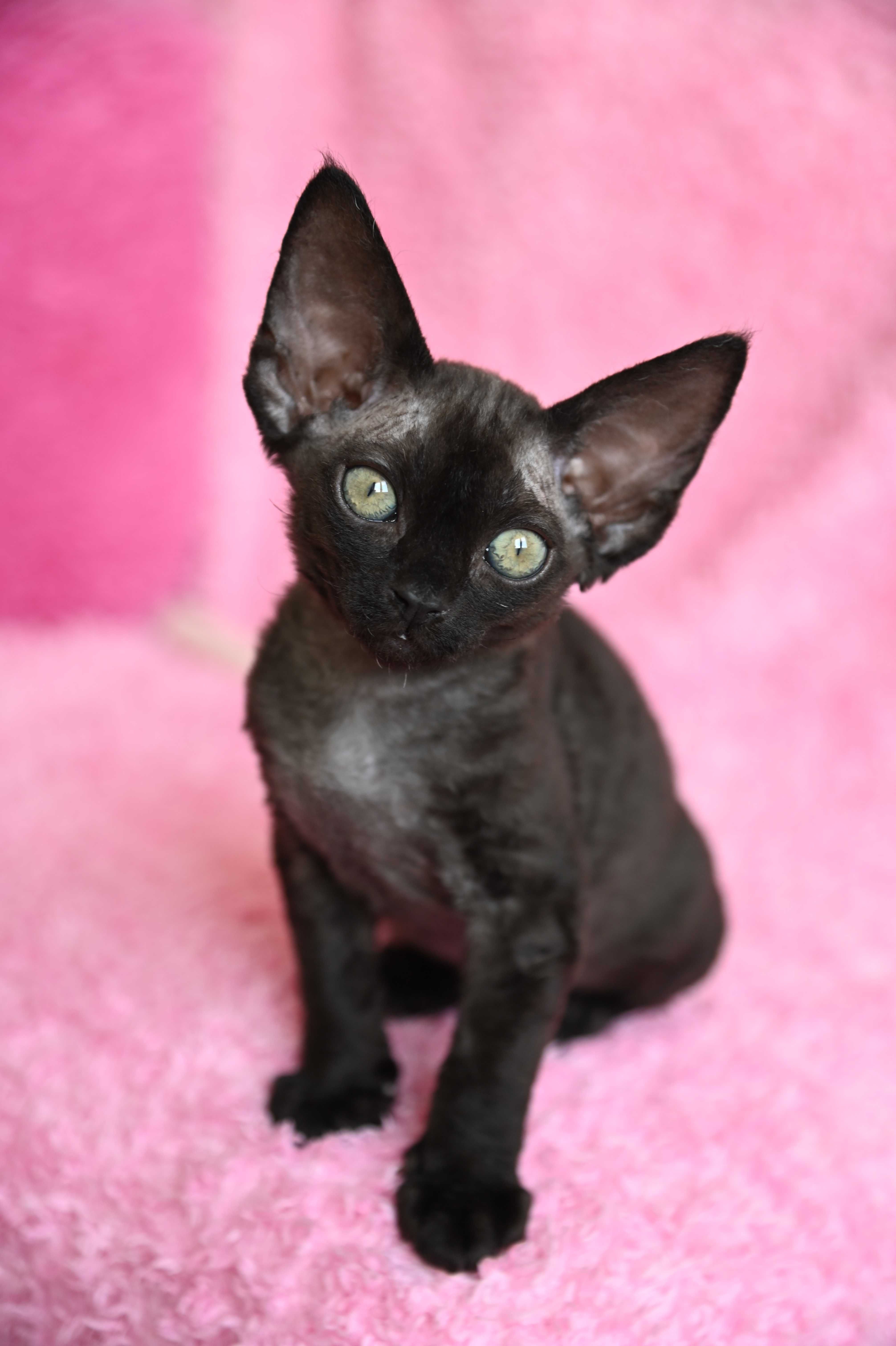 Bianka koteczka Devon Rex