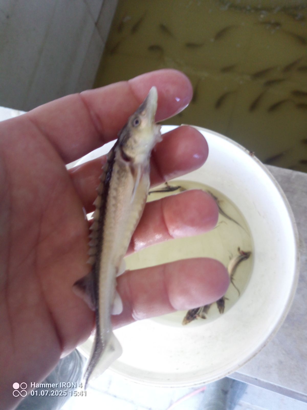Jesiotr rosyjski 12 cm syberyjski karp lin amur tolpyga