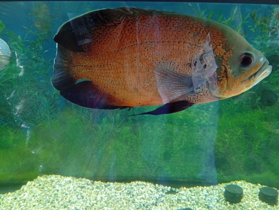 Peixe água quente Oscar